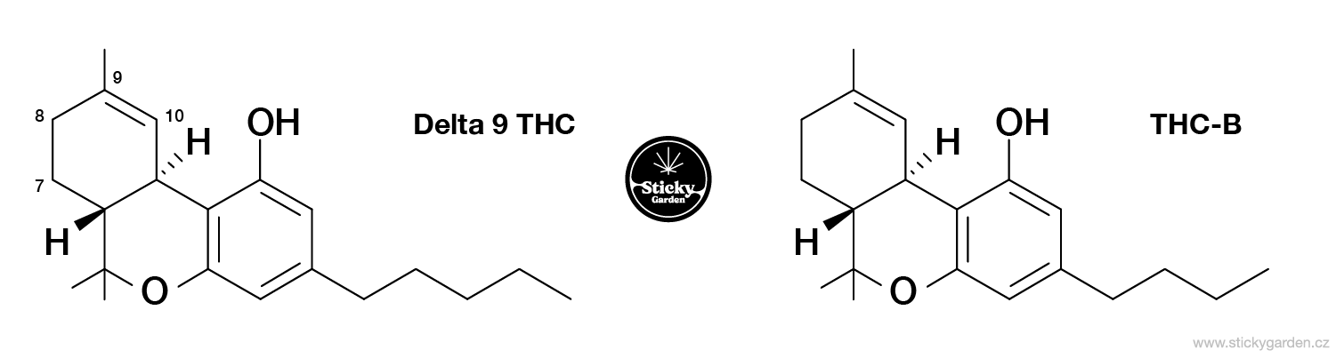 THC-B vs THC